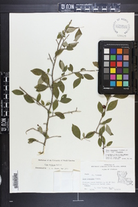 Ilex longipes var. longipes image