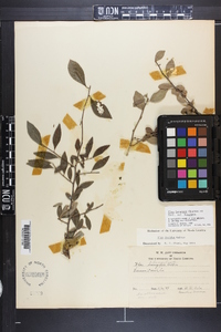 Ilex longipes image