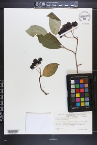 Aronia × prunifolia image