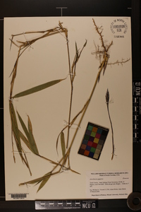 Arundinaria gigantea image