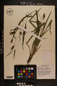 Carex flaccosperma image