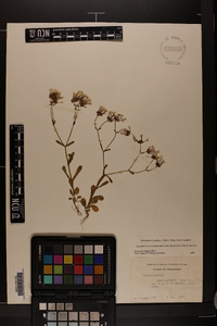 Valerianella longiflora image