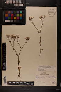 Valerianella longiflora image