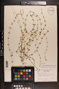 Cruciata pedemontana image