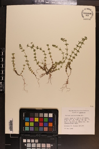 Cruciata pedemontana image