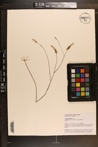 Polygala incarnata image