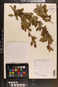 Berberis canadensis image