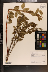 Berberis canadensis image