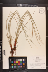 Eleocharis tricostata image