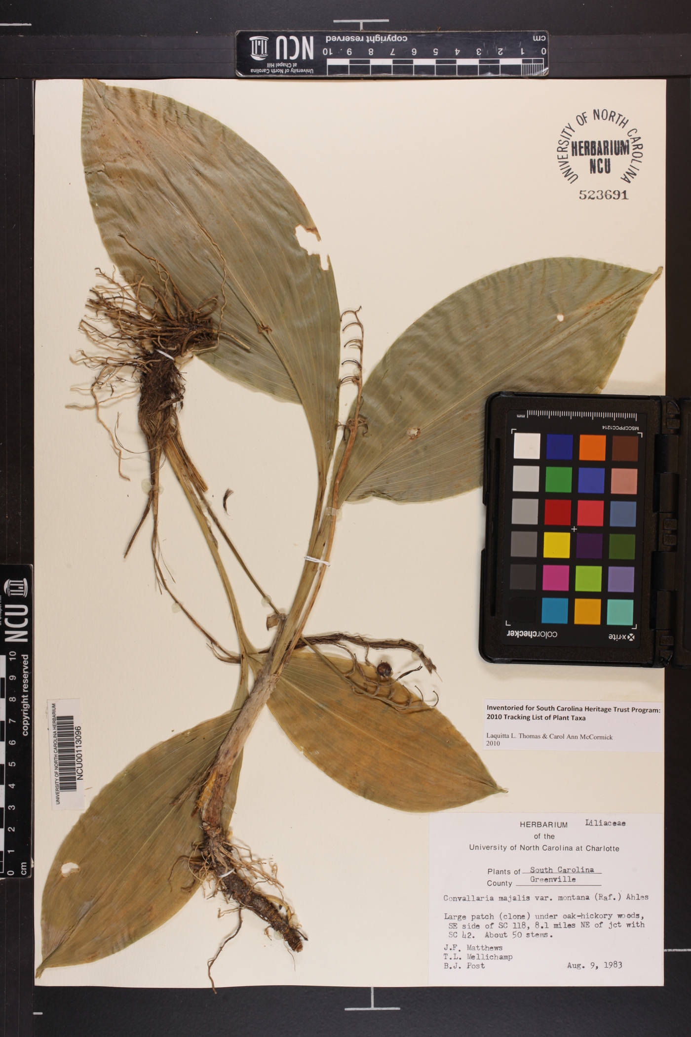 Convallaria majalis var. montana image