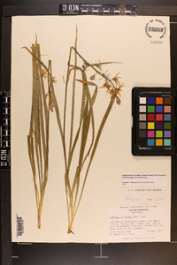 Camassia scilloides image