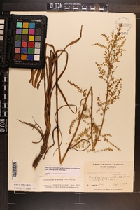 Stenanthium gramineum var. gramineum image