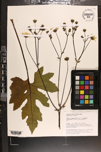 Silphium compositum var. compositum image