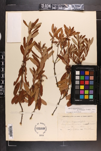 Kalmia angustifolia image
