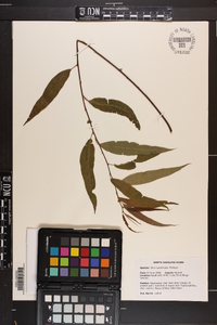 Salix caroliniana image