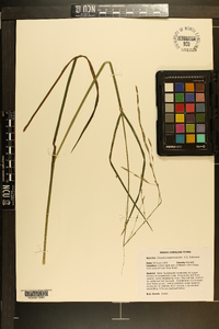 Glyceria septentrionalis image