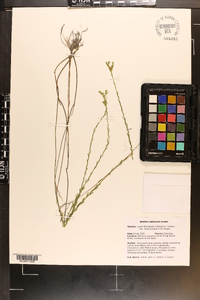 Linum floridanum var. chrysocarpum image