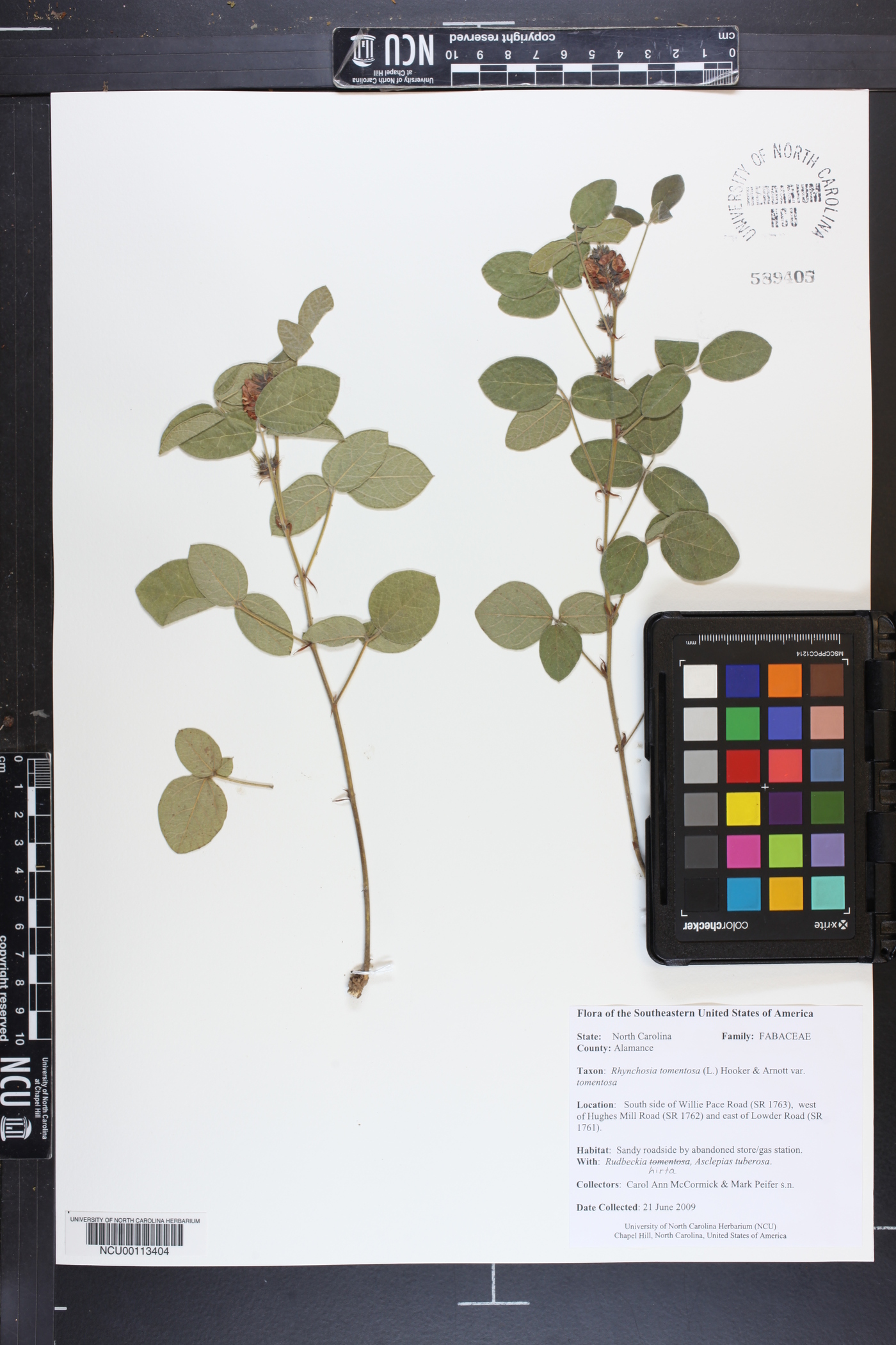 Rhynchosia tomentosa var. tomentosa image