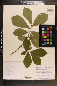 Asimina parviflora image