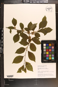 Ilex montana image