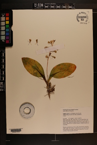 Liparis liliifolia image