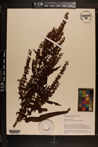 Rumex obtusifolius image