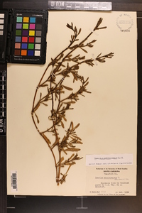 Sesuvium portulacastrum image