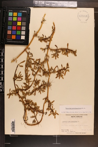 Sesuvium portulacastrum image