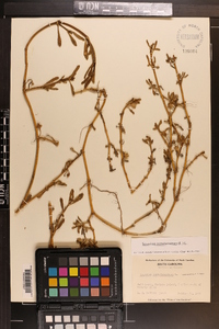 Sesuvium portulacastrum image