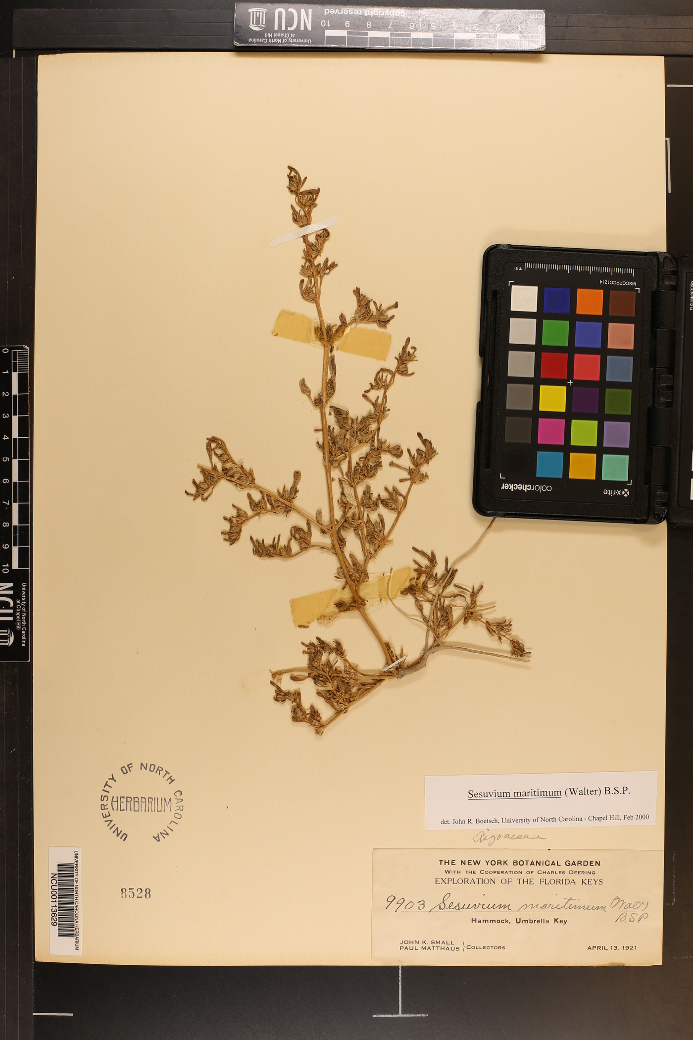 Sesuvium maritimum image