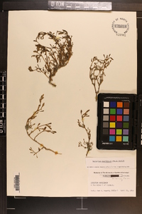 Sesuvium maritimum image