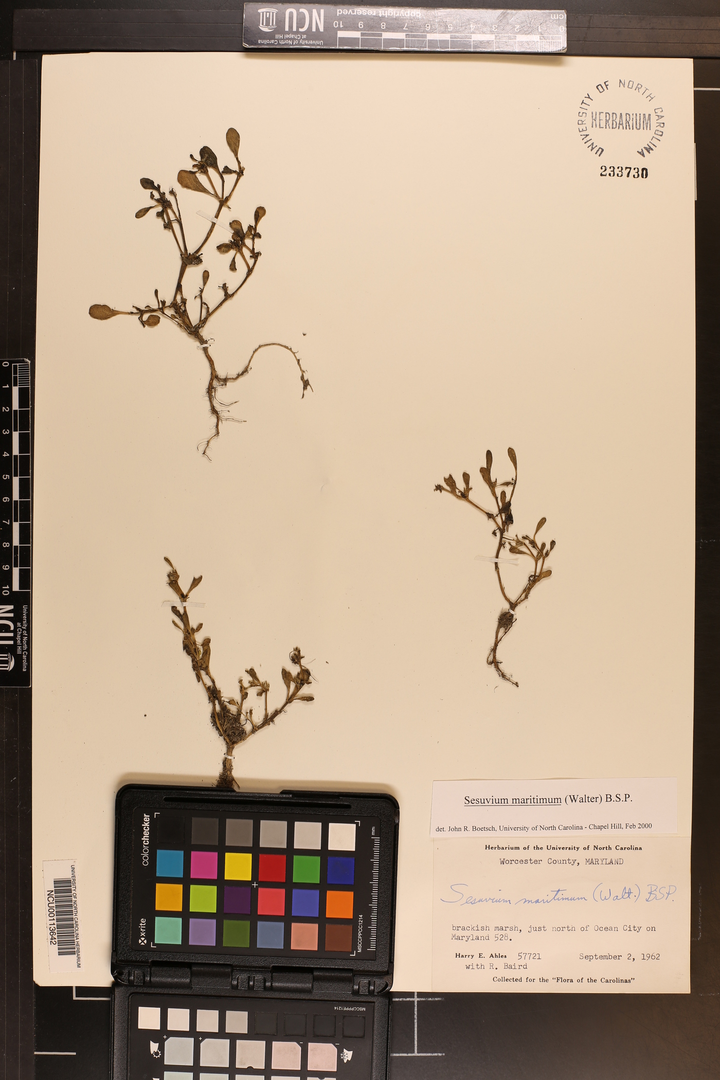 Sesuvium maritimum image