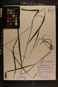 Bromus pubescens image