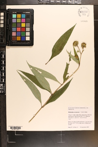 Helianthus strumosus image