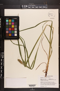 Carex typhina image