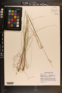 Sisyrinchium capillare image