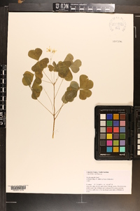 Oxalis grandis image