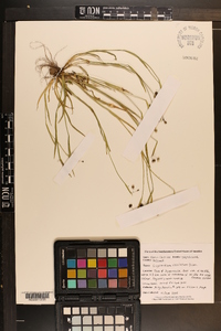 Sisyrinchium rosulatum image