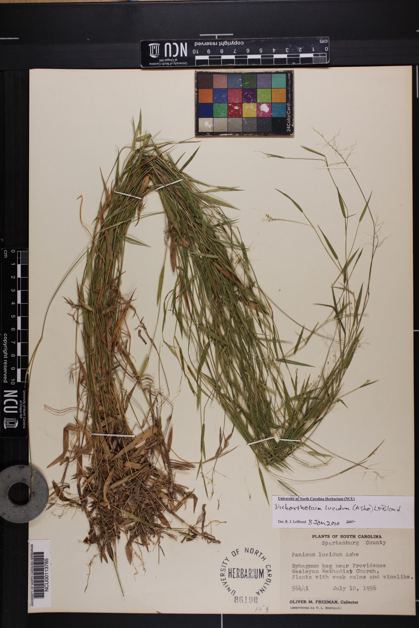 Dichanthelium lucidum image
