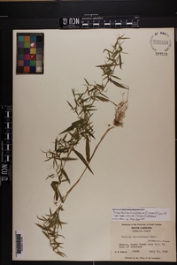 Dichanthelium dichotomum var. ramulosum image