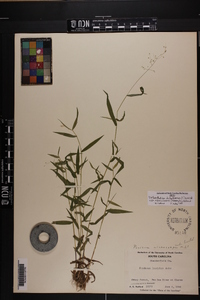 Dichanthelium dichotomum var. ramulosum image