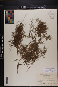 Dichanthelium dichotomum var. ramulosum image