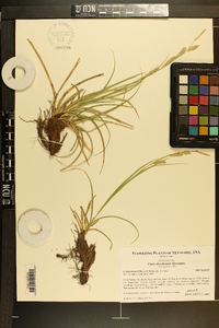 Carex cherokeensis image