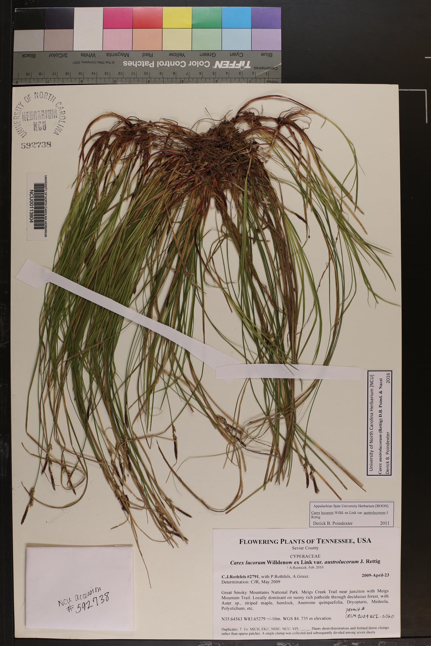 Carex austrolucorum image