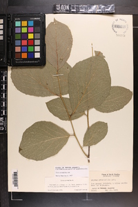 Styrax grandifolius image