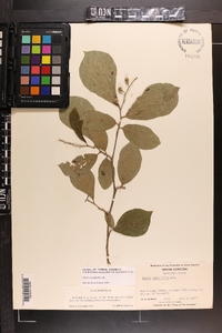 Styrax grandifolius image