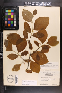 Styrax grandifolius image