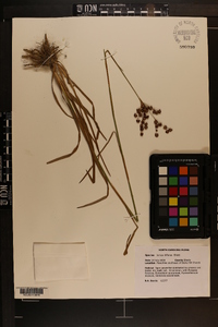 Juncus biflorus image