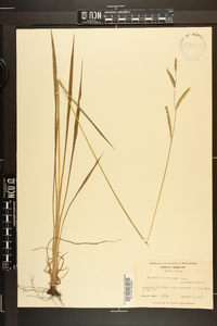 Paspalum laeve image