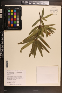 Quercus phellos image